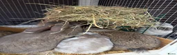 Mini Lop rabbits for sale: Mini lop bunnies - Advert 2