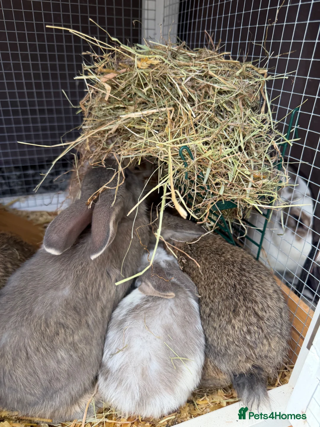Mini Lop rabbits for sale: Mini lop bunnies - Advert 2