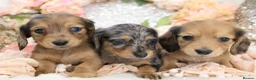Miniature Dachshund dogs for sale: KC Longhair Miniature Dachshund Puppies - Advert 4