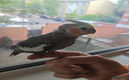 Cockatiels birds for sale: Selling 2 amazing cockatiels  - Image 12