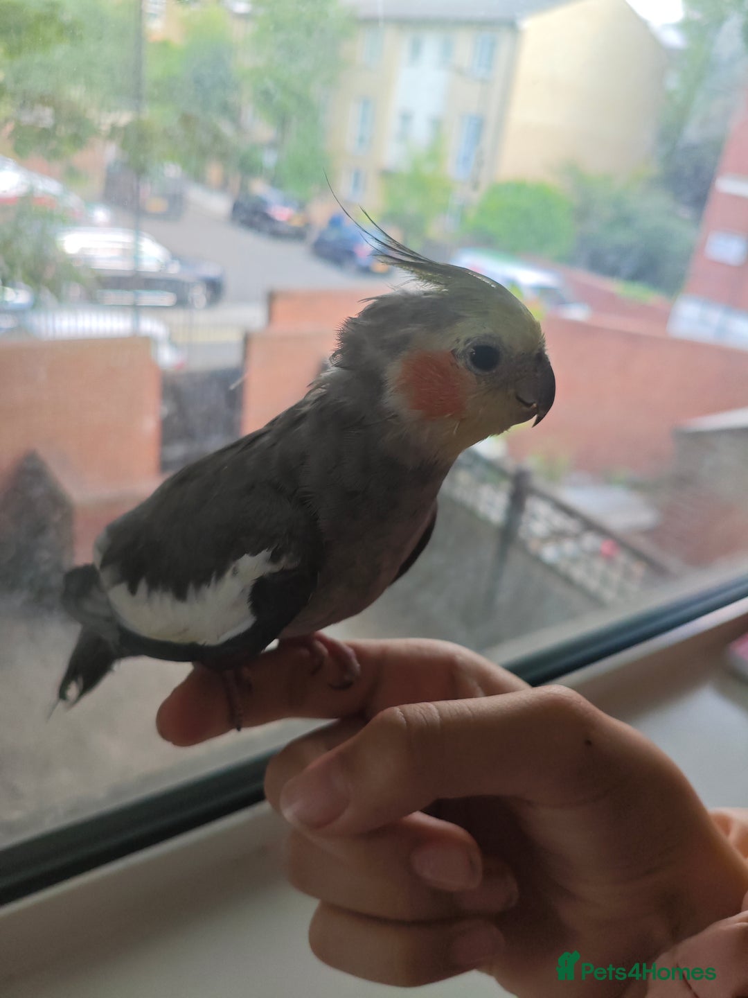 Cockatiels birds for sale: Selling 2 amazing cockatiels  - Image 12