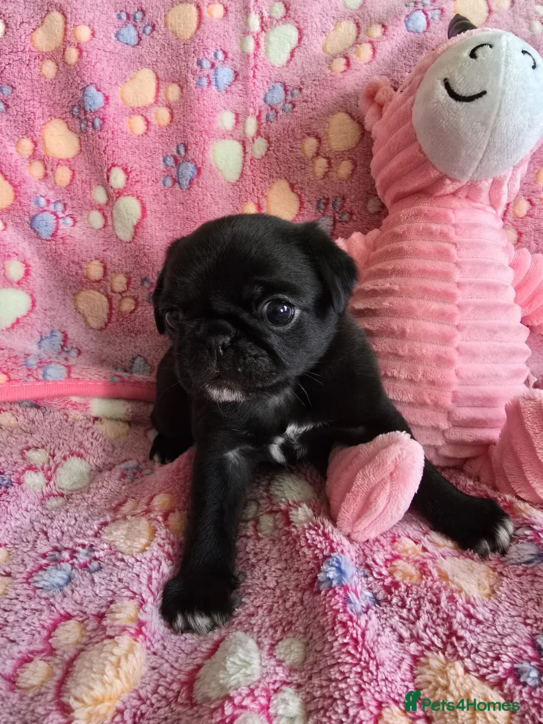 Pug dogs for sale:  2 PUG PUPPIES remain! K. C. registered - Advert 2