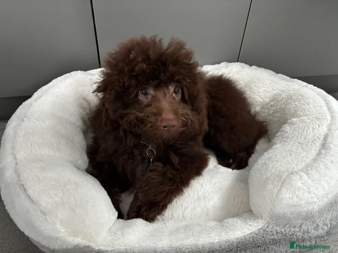 Miniature Poodle dogs for sale: Gorgeous Brown miniature poodle puppy 8 months old in Leigh-on-Sea - Advert 9