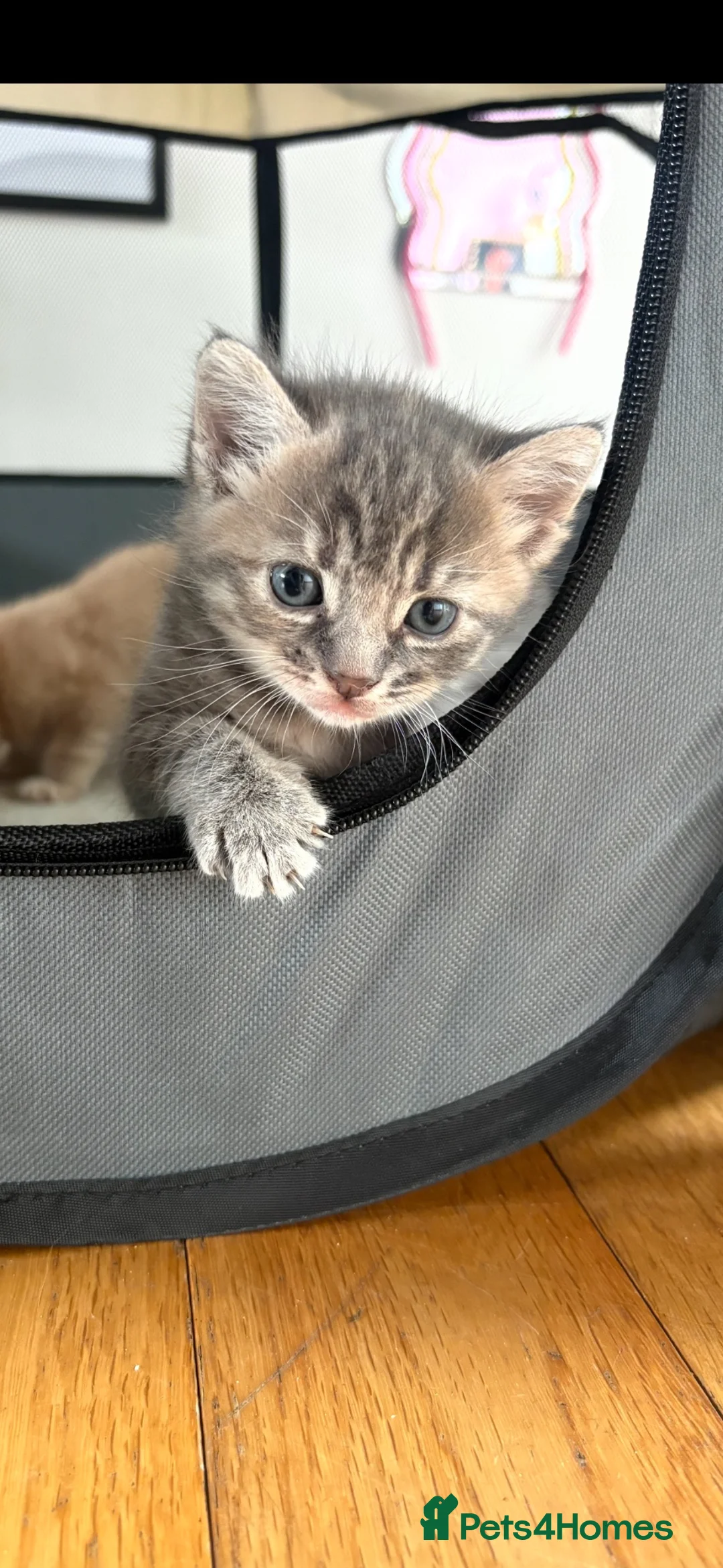 Mixed Breed cats for sale: Grey tabby girl in St Albans - Advert 2