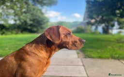 Labrador Retriever dogs for stud: Stud Dog – Jura (Morar’s Extravagance) Fox Red - Image 8