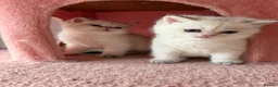 British Longhair cats for sale: Exquisite British Kittens – Golden & Colourpoint  - Advert 28