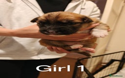 Mixed Breed dogs for sale: German Staffy Litter Available 12/10/25 - Image 22