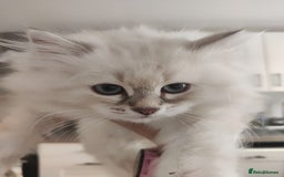 Siberian cats for sale: Siberian Neva Masquerade kittens - Image 13