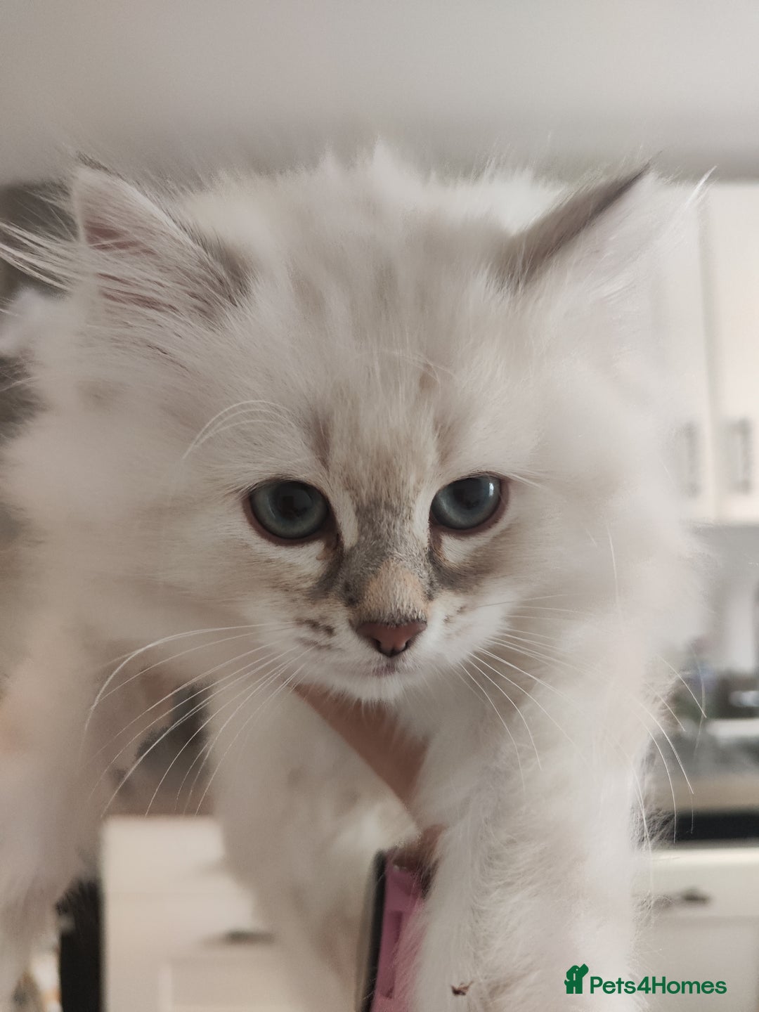 Siberian cats for sale: Siberian Neva Masquerade kittens - Image 13
