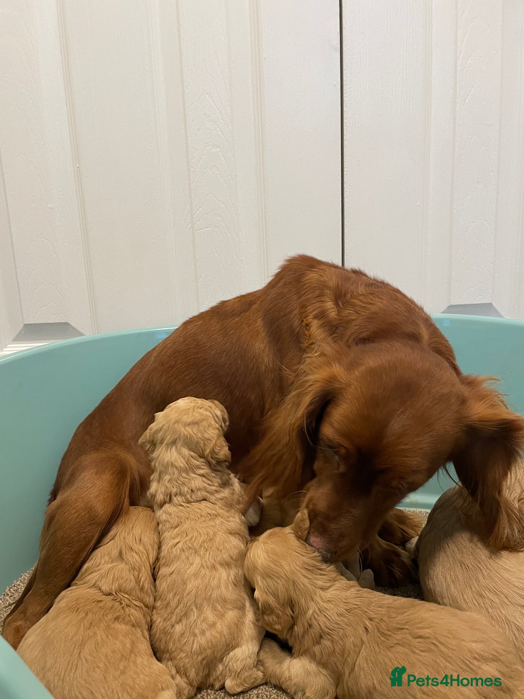 Cockapoo dogs for sale: P,r,a clear f1 cockpoo - Advert 18