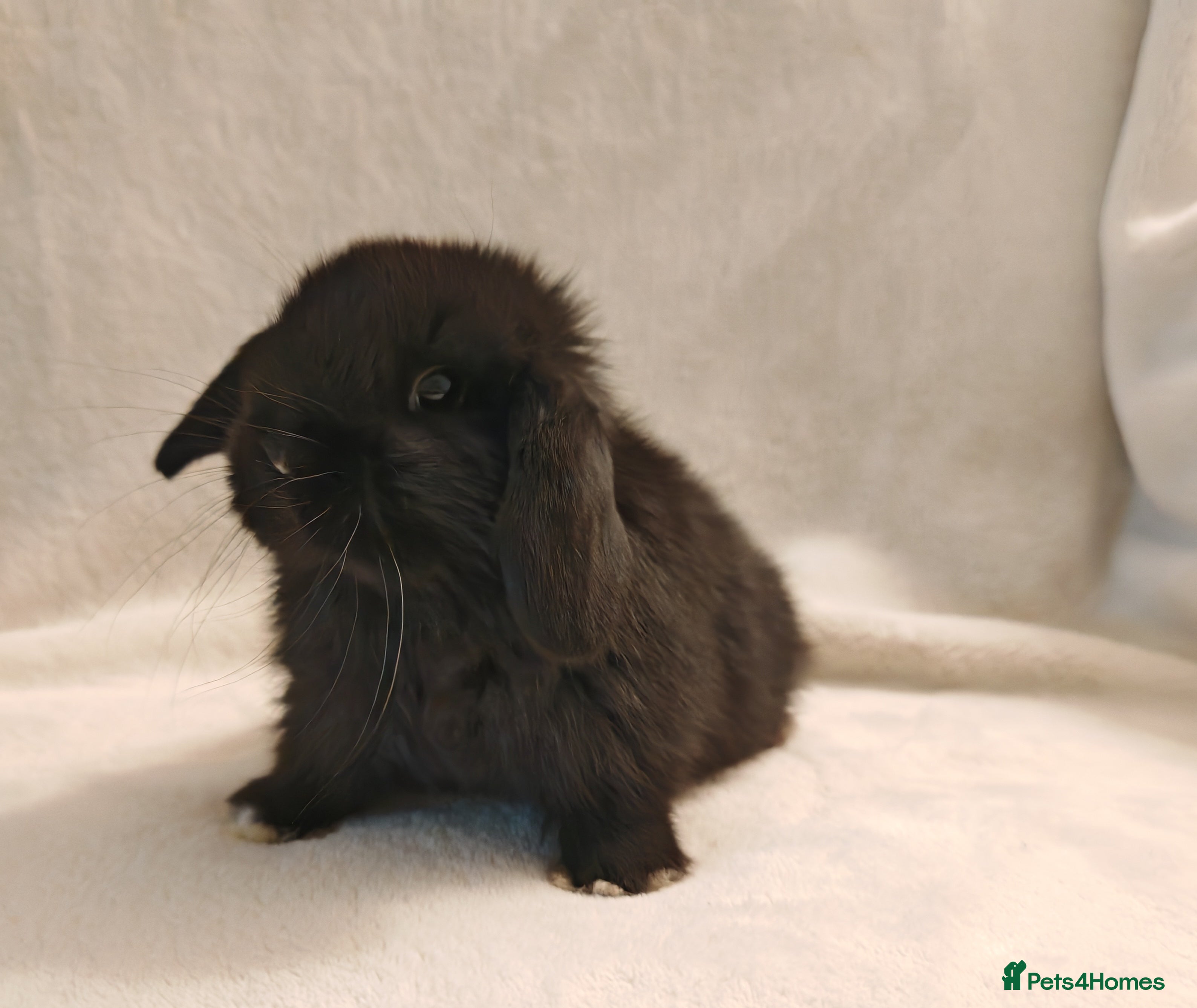 Mini Lop rabbits Beautiful Baby Mini Lop Bunnies  - Advert 1