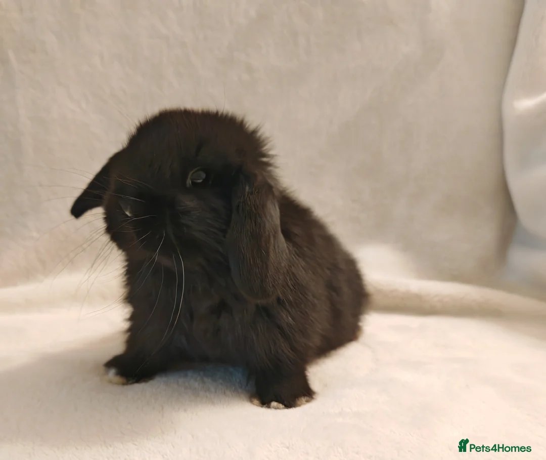 Mini Lop rabbits for sale: Beautiful Baby Mini Lop Bunnies  - Advert 1