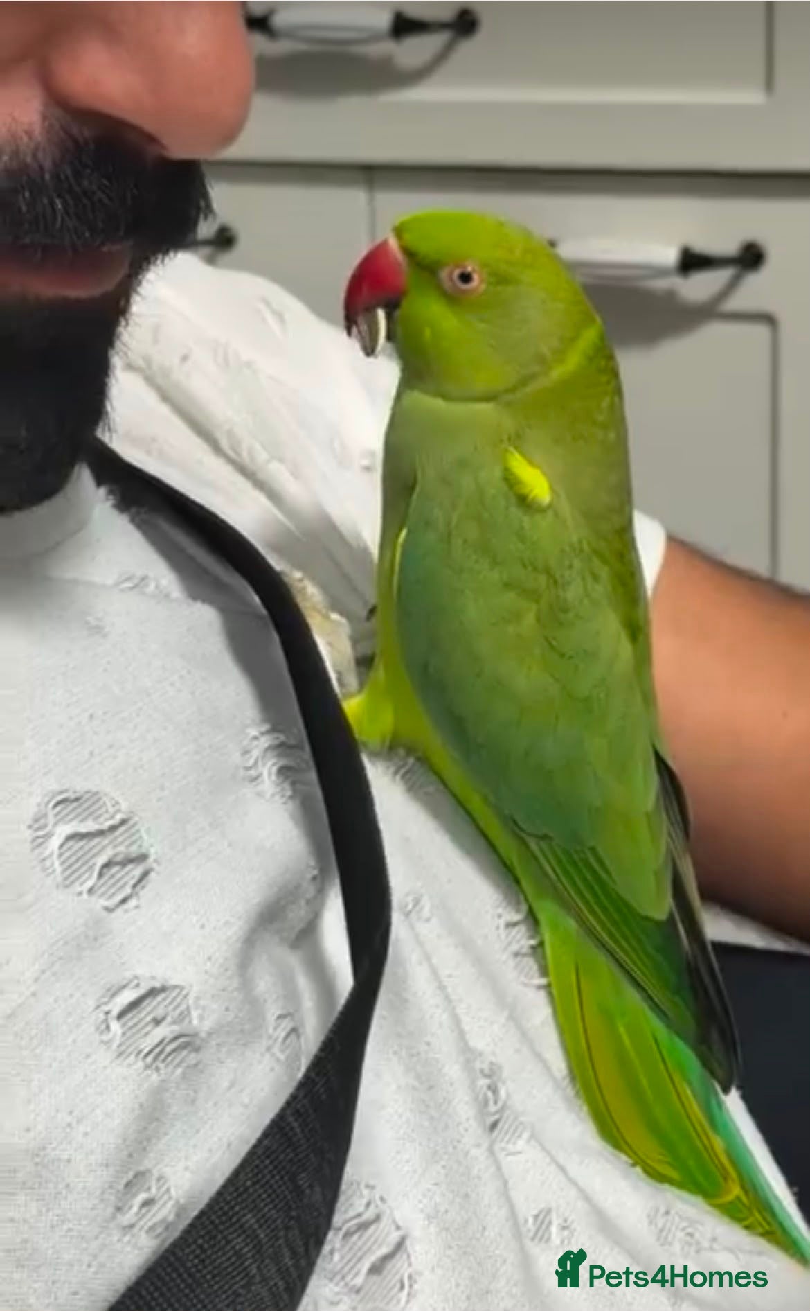 Ringnecks birds Ringneck baby parrot to go - Advert 1