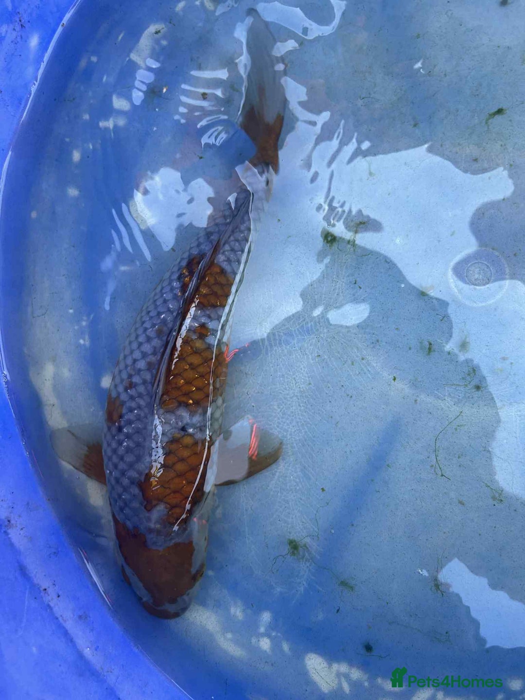 Koi Carp fish for sale: Koi for sale - Image 8