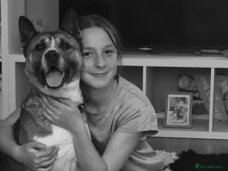 Akita dogs Akita pups March 12th - Advert 5