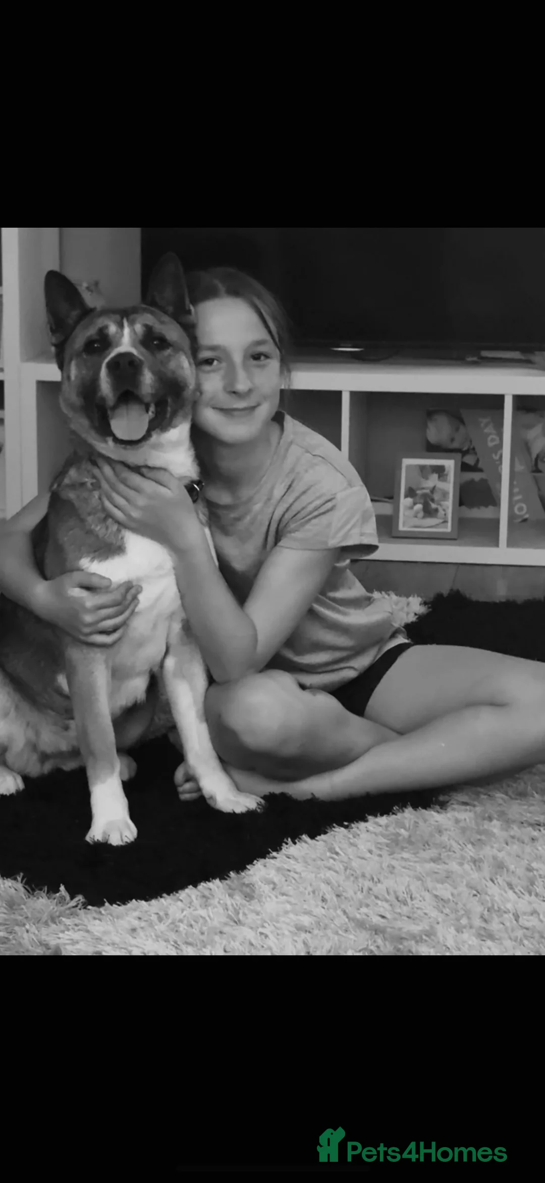 Akita dogs for sale: Akita pups March 12th ready to view  - Advert 13