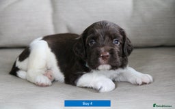 English Springer Spaniel dogs for sale: Health Tested English Springer Spaniel Puppies - Image 10