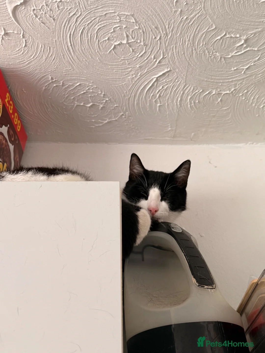 British Shorthair cats for sale: Bruce  - Advert 2