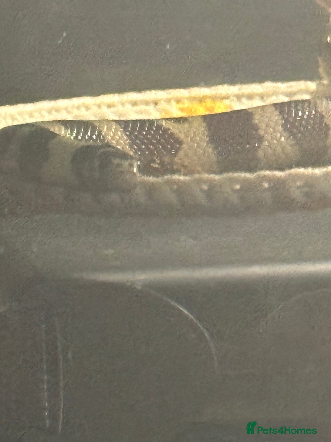 Snake reptiles for sale: Collection of snakes - Image 5