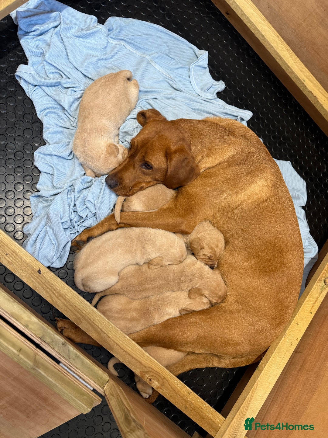 Labrador Retriever dogs for sale: KC registered lab pups - Image 4
