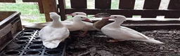Ducks poultry for sale: 5x Beautiful Young Mandarin Ducks  - Advert 2