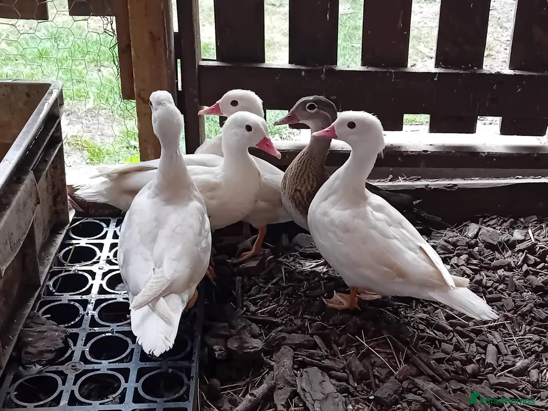 Ducks poultry for sale: 5x Beautiful Young Mandarin Ducks  - Advert 2
