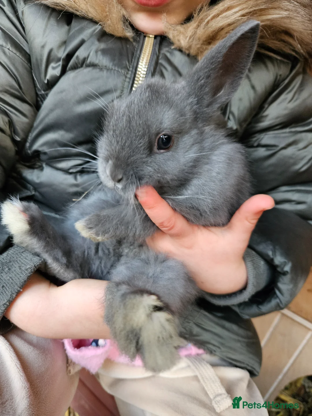Netherland Dwarf rabbits for sale: Mixed baby bunny's  - Advert 18