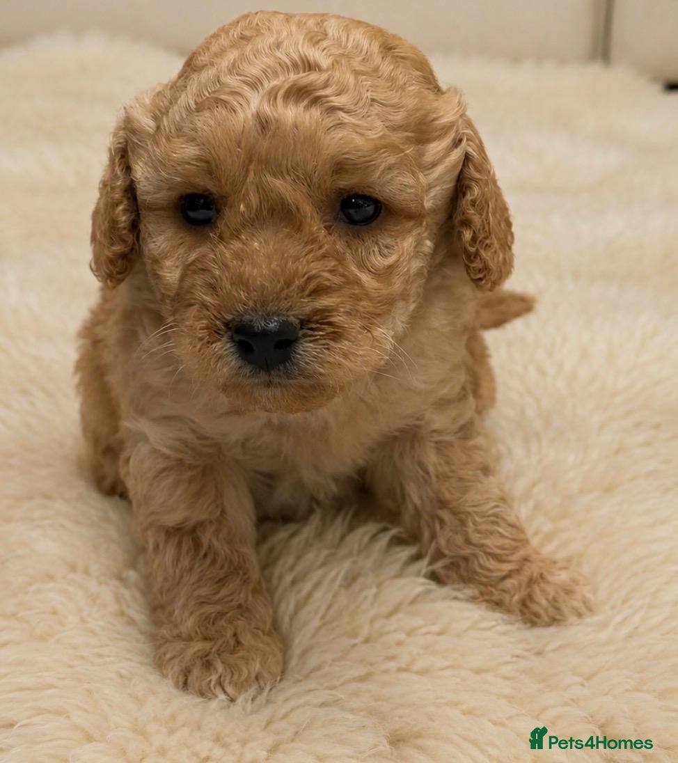 Cockapoo dogs Beautiful Cockapoo Puppies  - Advert 16
