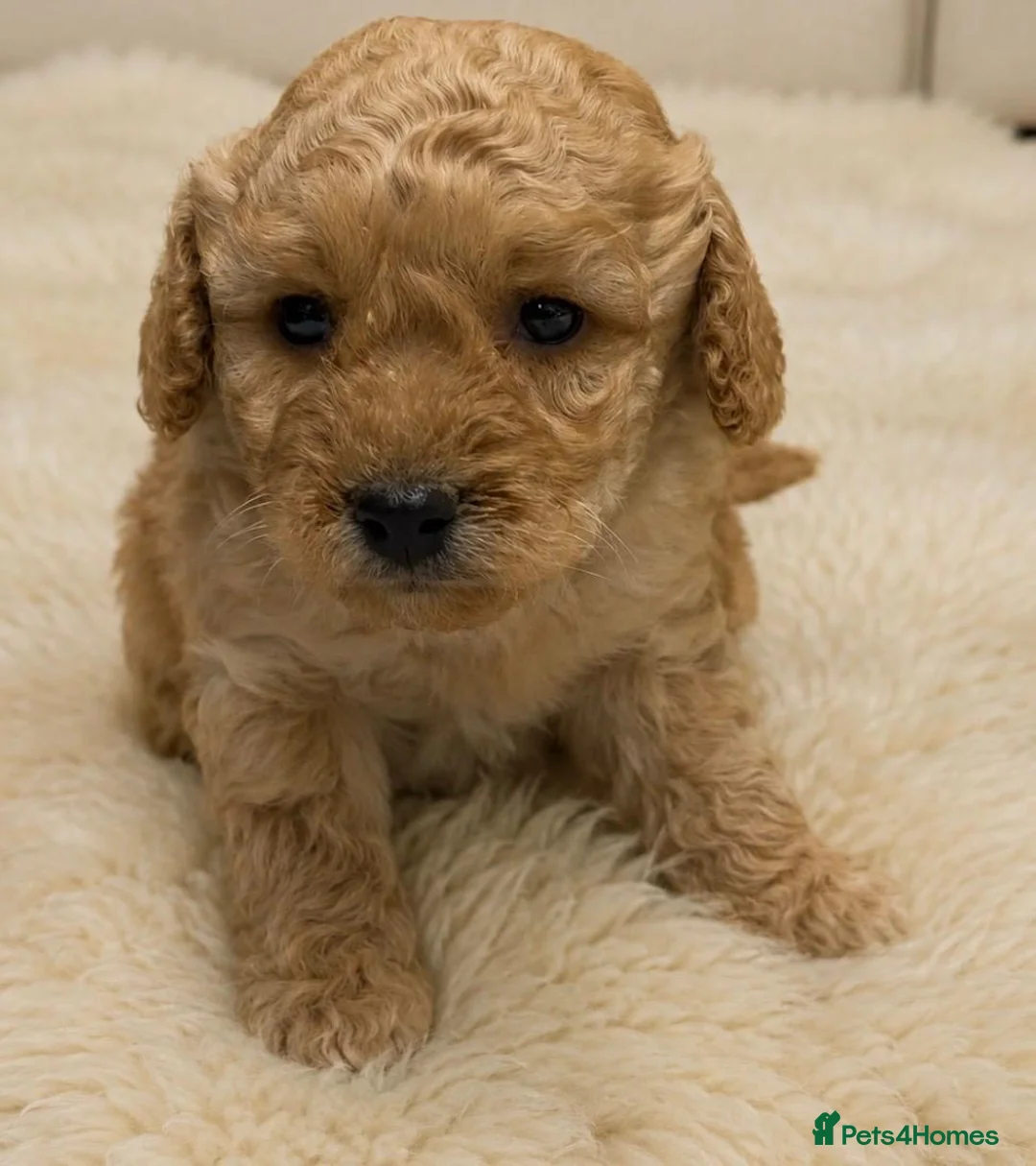 Cockapoo dogs for sale: Beautiful Cockapoo Puppies  - Advert 2
