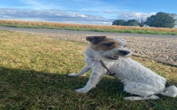 Parson Russell dogs for sale: 14 mth old male PRT - Image 1