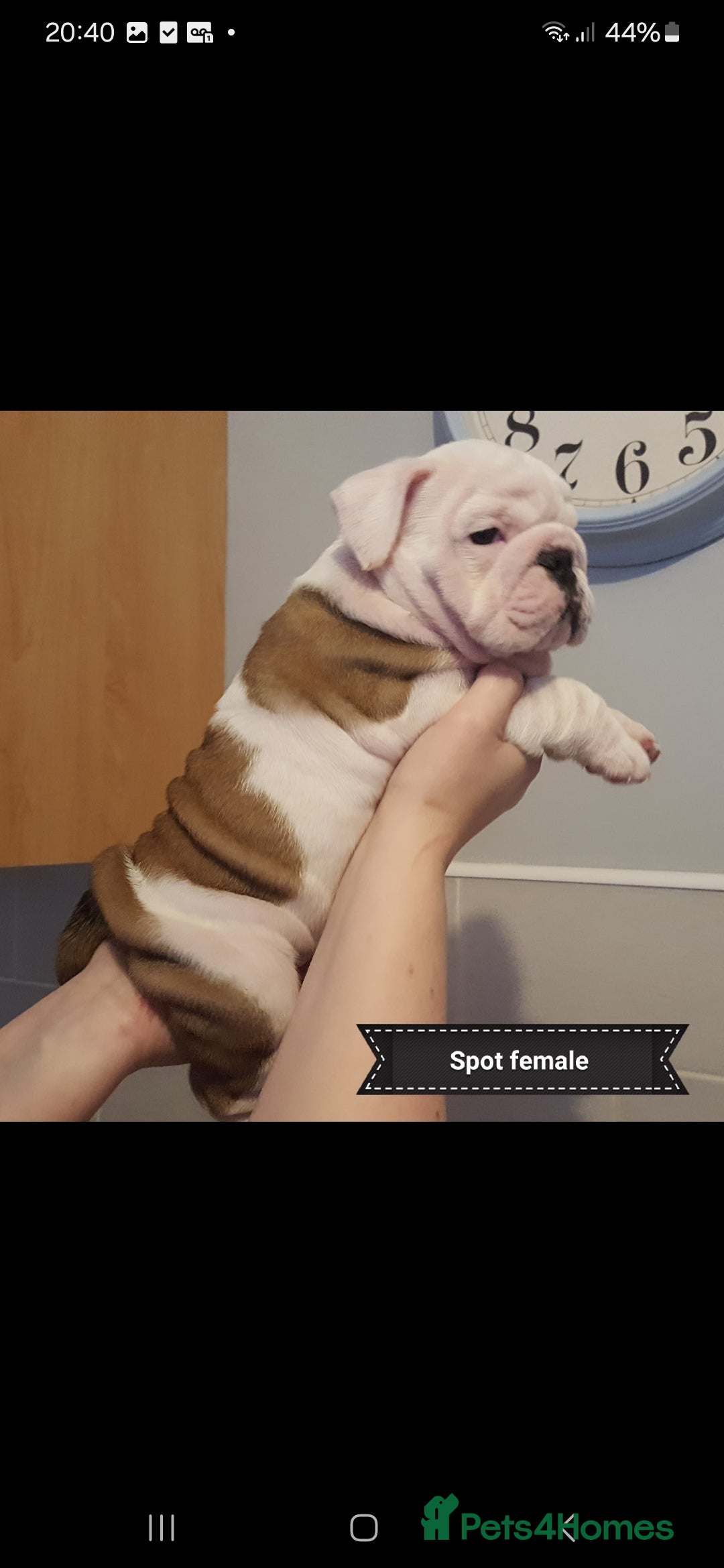 English Bulldog dogs for stud: Apollo 1 bulldog HUU clear stud boy in York - Image 13