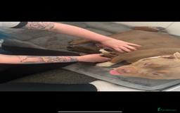 American Bully dogs for sale: RemmyXHienz litter 6 beautiful puppies  - Image 15