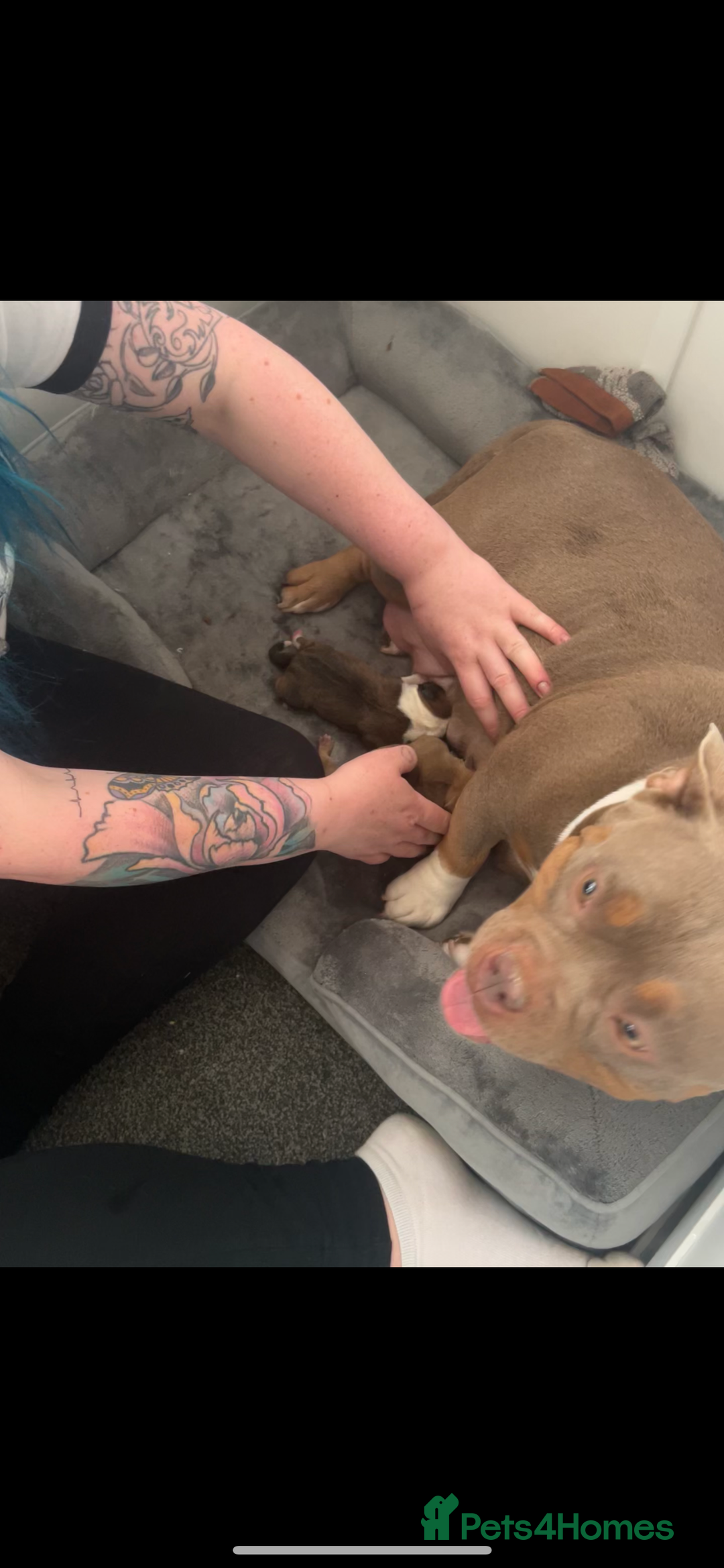American Bully dogs for sale: RemmyXHienz litter 6 beautiful puppies  - Image 15
