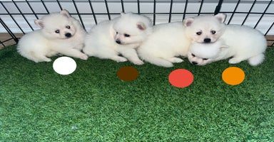Japanese Spitz dogs - Advert 2