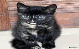 Mixed Breed cats for sale: Beautiful kittens ready now - Image 2