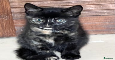 Mixed Breed cats - Advert 8