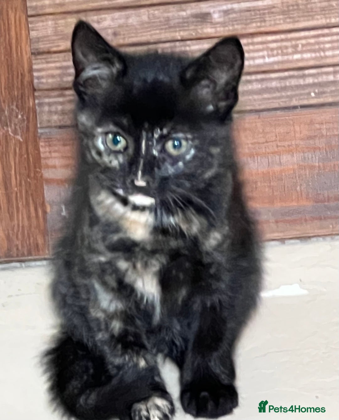Mixed Breed cats for sale: Beautiful kittens ready now - Image 2