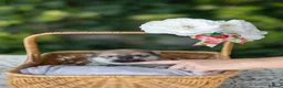 Japanese Shiba Inu dogs for sale: Outstanding original japanice Shiba Inu puppies  - Advert 9