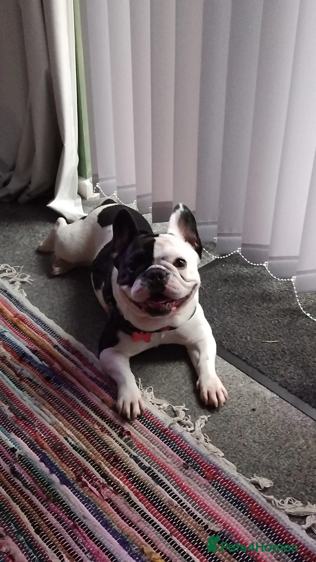 French Bulldog dogs for stud: STUD ONLY , PIED FRENCH BULLDOG 🐕  in Norwich - Advert 1