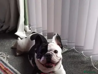French Bulldog dogs STUD ONLY , PIED FRENCH BULLDOG 🐕 - Advert 3