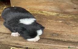 Border Collie dogs for sale: Daisy’s pups - Image 2