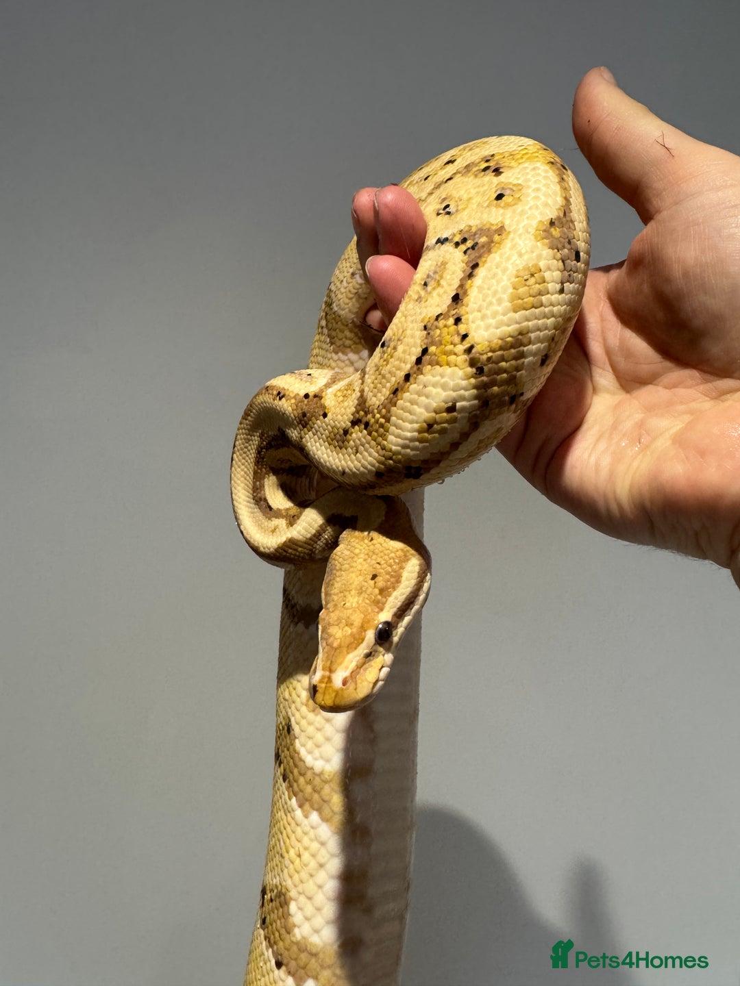 Python Snake reptiles for sale: Various Royal/ Ball pythons - Image 7