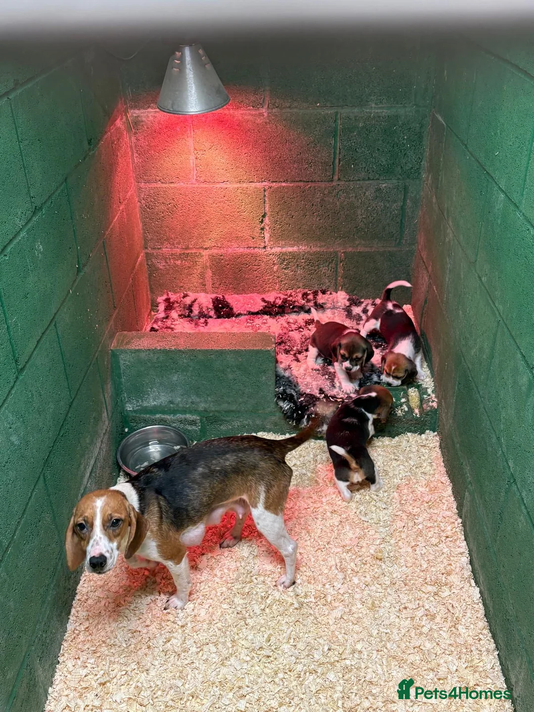 Beagle dogs for sale: 🌟For Sale 3 Beautiful Beagle Puppies🌟   - Advert 1