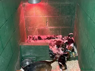 Beagle dogs 🌟For Sale 3 Beautiful Beagle Puppies🌟 - Advert 1