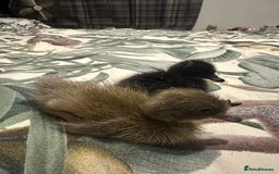 Ducks poultry for sale: Runner ducklings ducks Indian runner  - Image 5