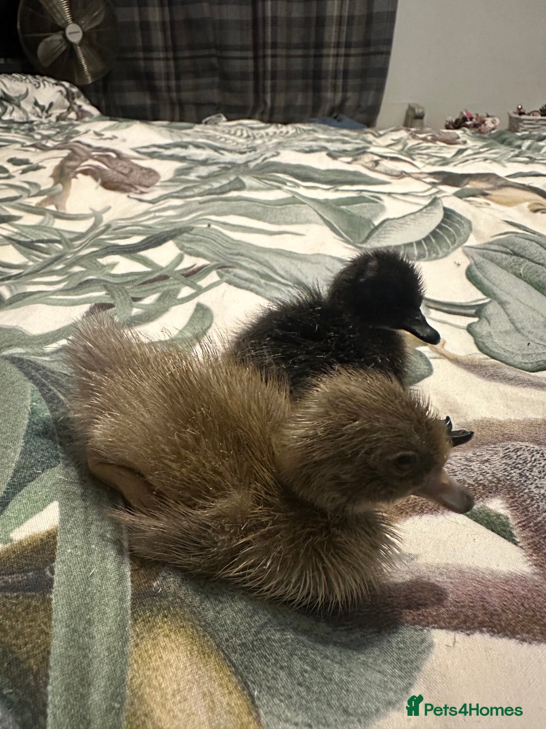 Ducks poultry for sale: Runner ducklings ducks Indian runner  - Image 5