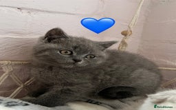 Scottish Fold cats for sale: Sale Scottish and Straight kittens 💗 - Image 3