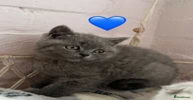 Scottish Fold cats - Advert 10