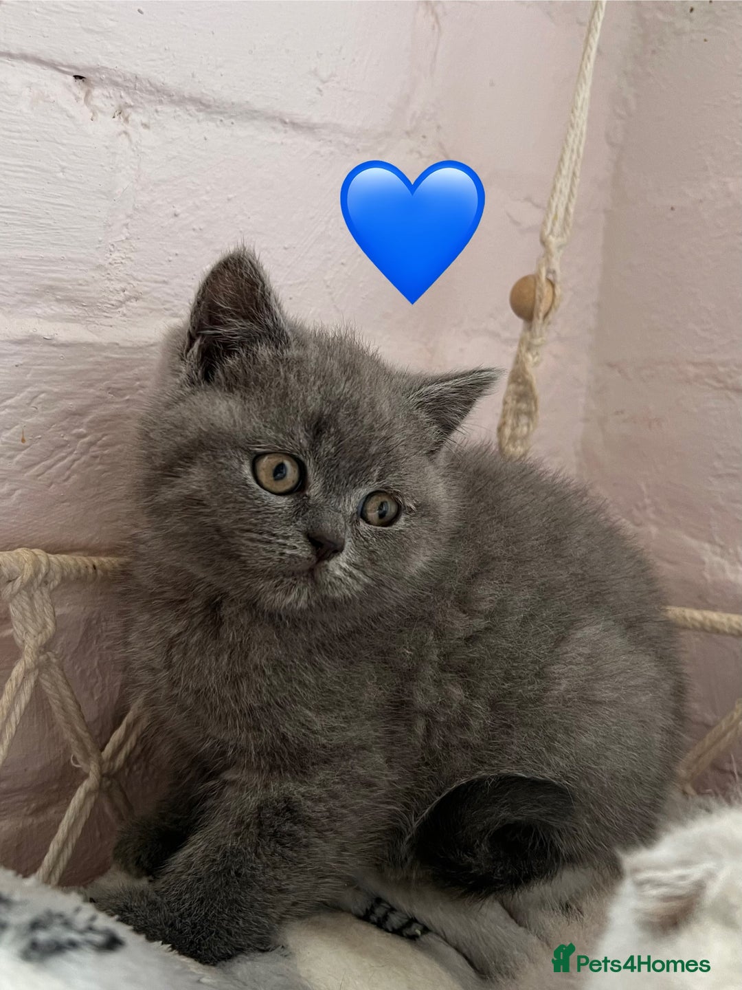 Scottish Fold cats for sale: Sale Scottish and Straight kittens 💗 - Image 3