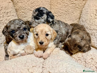 Mixed Breed dogs - Advert 2